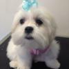 Bella, a Maltese, gets her first puppy cut!