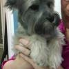 Dickens (Miniature Schnauzer) gets one of our special puppy packages.