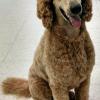 Cajun the Standard Poodle getting ready for the Poodle Club of America National Specialties!