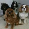 Our favorite merry band of Cavaliers: Scarlett, Rufus, Nell, and Tyland.