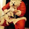 Santa Paws comes in for his yearly visit to meet and greet with all our pups!